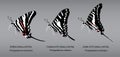 Butterfly Underwing Zebra Swallowtail Set Vector Illustration Royalty Free Stock Photo