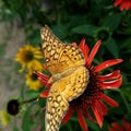 Butterfly, unique, bright, flower, awesome