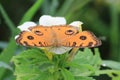 Butterfly unique pattren wings insects