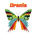 Butterfly urania vector illustration