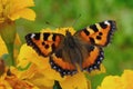 Butterfly urticaria bright colorful very attracts attention Royalty Free Stock Photo