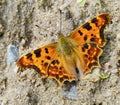 Butterfly urticaria bright colorful very attracts attention