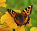 Butterfly urticaria bright colorful very attracts attention Royalty Free Stock Photo