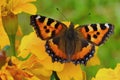 Butterfly urticaria bright colorful very attracts attention