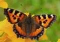Butterfly urticaria bright colorful very attracts attention Royalty Free Stock Photo
