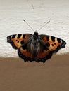 butterfly urticaria close up indoors