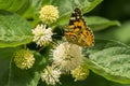 Butterfly urticaria. Family Nymphalids, species of the genus Aglais. On the flower head, Cephalanthus occidentalis Royalty Free Stock Photo