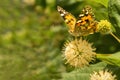 Butterfly urticaria. Family Nymphalids, species of the genus Aglais. On the flower head, Cephalanthus occidentalis Royalty Free Stock Photo