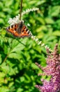 Butterfly urticaria on the flower.