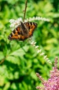 Butterfly urticaria on the flower.