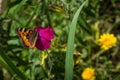 Butterfly urticaria on the flower.