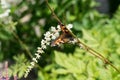 Butterfly urticaria on the flower.