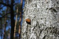 Butterfly urticaria sits on a birch bark Royalty Free Stock Photo