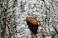 Butterfly urticaria sits on a birch bark Royalty Free Stock Photo