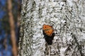 Butterfly urticaria sits on a birch bark Royalty Free Stock Photo