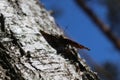 Butterfly urticaria sits on a birch bark Royalty Free Stock Photo