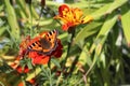 butterfly urticaria sits on flower, close-up