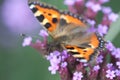 Butterfly urticaria sits on flower heliotrope