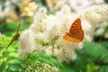 Butterfly urticaria sits on a flower