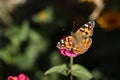 butterfly urticaria sits on zinnia, close-up