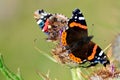 The butterfly Vanessa atalanta or the red admiral. Dorsal and ventral view.