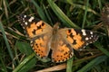 Butterfly Vanessa Cardui Royalty Free Stock Photo