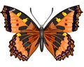 Butterfly Vanessa cardui Royalty Free Stock Photo