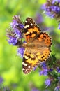 Butterfly Vanessa cardui