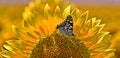 A butterfly on a sunflower flower