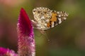 Butterfly Vanesse des chardons Royalty Free Stock Photo