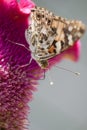 Butterfly Vanesse des chardons Royalty Free Stock Photo