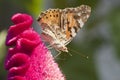 Butterfly Vanesse des chardons Royalty Free Stock Photo