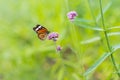 Butterfly on vervain flower in garden Royalty Free Stock Photo