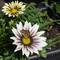 Butterfly on The very nice lcolorful summer flower close up Royalty Free Stock Photo