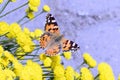 Butterfly on The very nice lcolorful summer flower close up Royalty Free Stock Photo