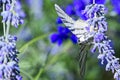 Butterfly on The very pretty colorful  summer flower close up Royalty Free Stock Photo