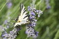 Butterfly on The very pretty colorful  summer flower close up Royalty Free Stock Photo