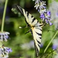 Butterfly on The very pretty colorful  summer flower close up Royalty Free Stock Photo