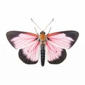 Pink And Black Striped Moth On White Background: Art Of Burma Inspired