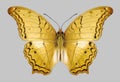 Butterfly Vindula dejone