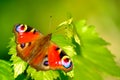 Butterfly On Vine Royalty Free Stock Photo