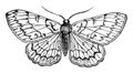 Butterfly vintage illustration Royalty Free Stock Photo