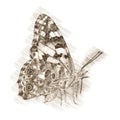 Butterfly in Vintage Steampunk Da Vinci Drawing Style Royalty Free Stock Photo