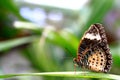 Butterfly Walks on Leaves Royalty Free Stock Photo