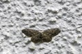 Butterfly on wall