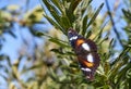 Top-view of a Female Great Eggfly Butterfly - Hypolimnas bolina Royalty Free Stock Photo