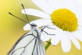 Aporia crataegi - Big veined white butterfly.