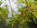 Butterfly was drinking nectar next to the wasp flower drumstick tree, insect animal