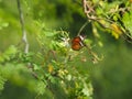 Butterfly was drinking nectar next to the wasp flower drumstick tree, insect animal