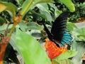 The butterfly was photographed while slurping nectare of the flowers Royalty Free Stock Photo